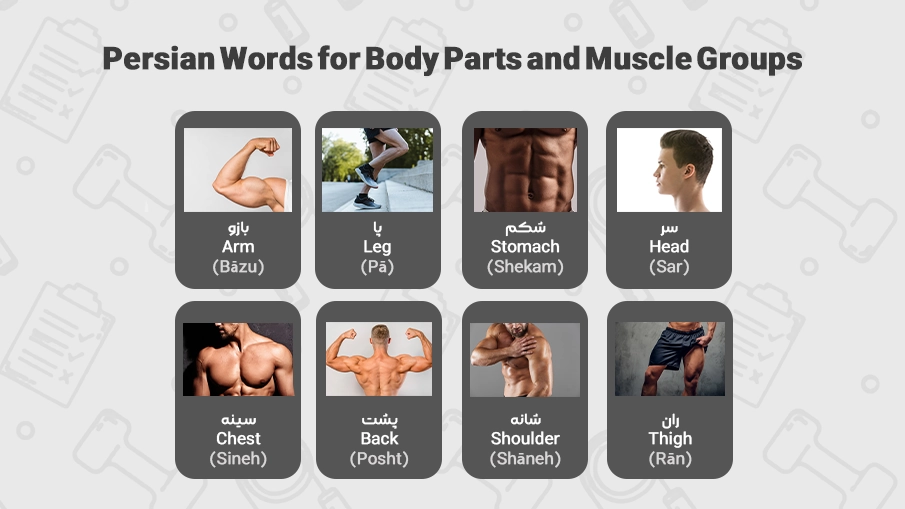 perisan words for body parts